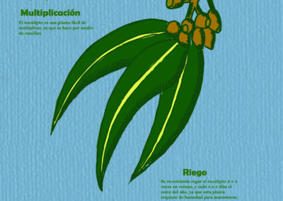 Infografía del eucalipto